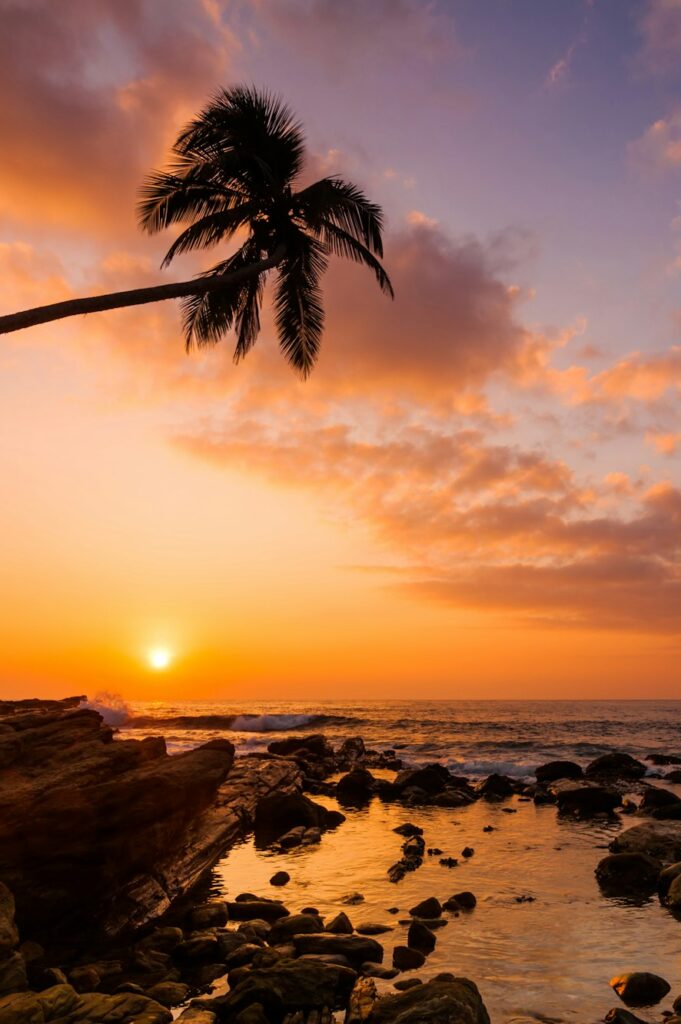 Lonely palm tree on the beach at sunset