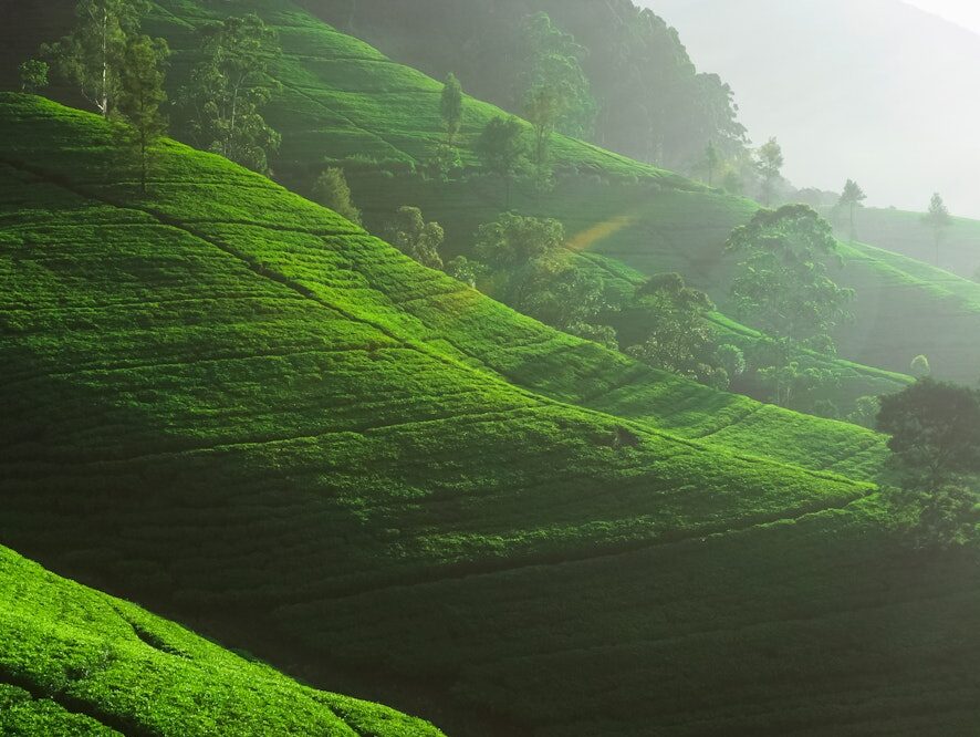 Nature Banner of Famous Travel Destination Tea plantation in Sri Lanka